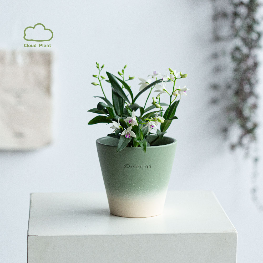 香水石斛办公室内桌面迷你盆栽有淡香花卉绿植创意礼物开花好养活