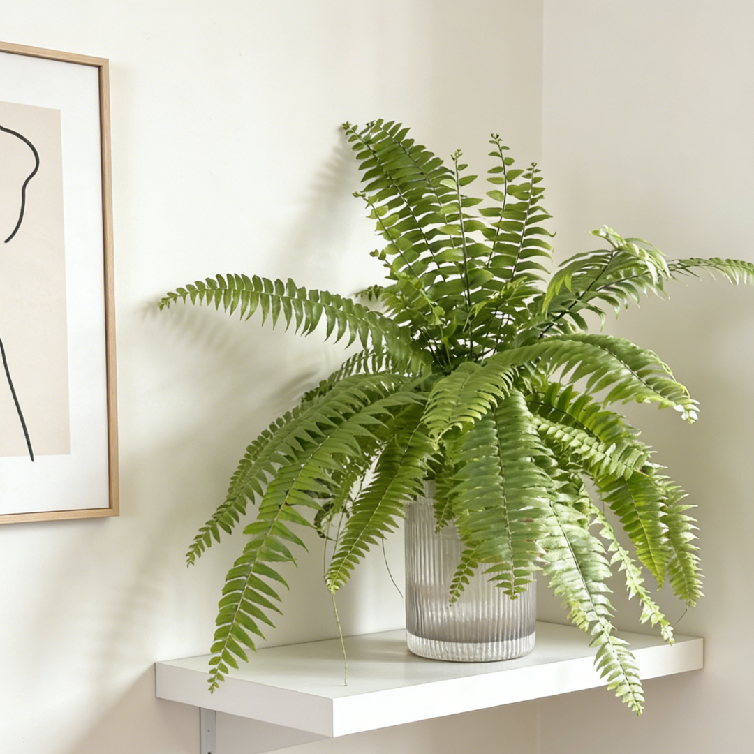 霸王蕨懒人盆栽室内电视柜桌面绿植网红水培植物净化空气好养活,鲜花速递/花卉仿真/绿植园艺,绿植,淘宝优惠券,粉丝福利购,淘宝优惠卷