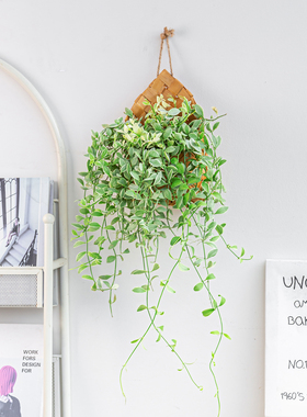 垂吊系列|室内墙壁挂壁绿植盆栽金边翡翠常春藤垂吊植物搭配吊兰