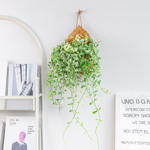 垂吊系列|室内墙壁挂壁绿植盆栽金边翡翠常春藤垂吊植物搭配吊兰