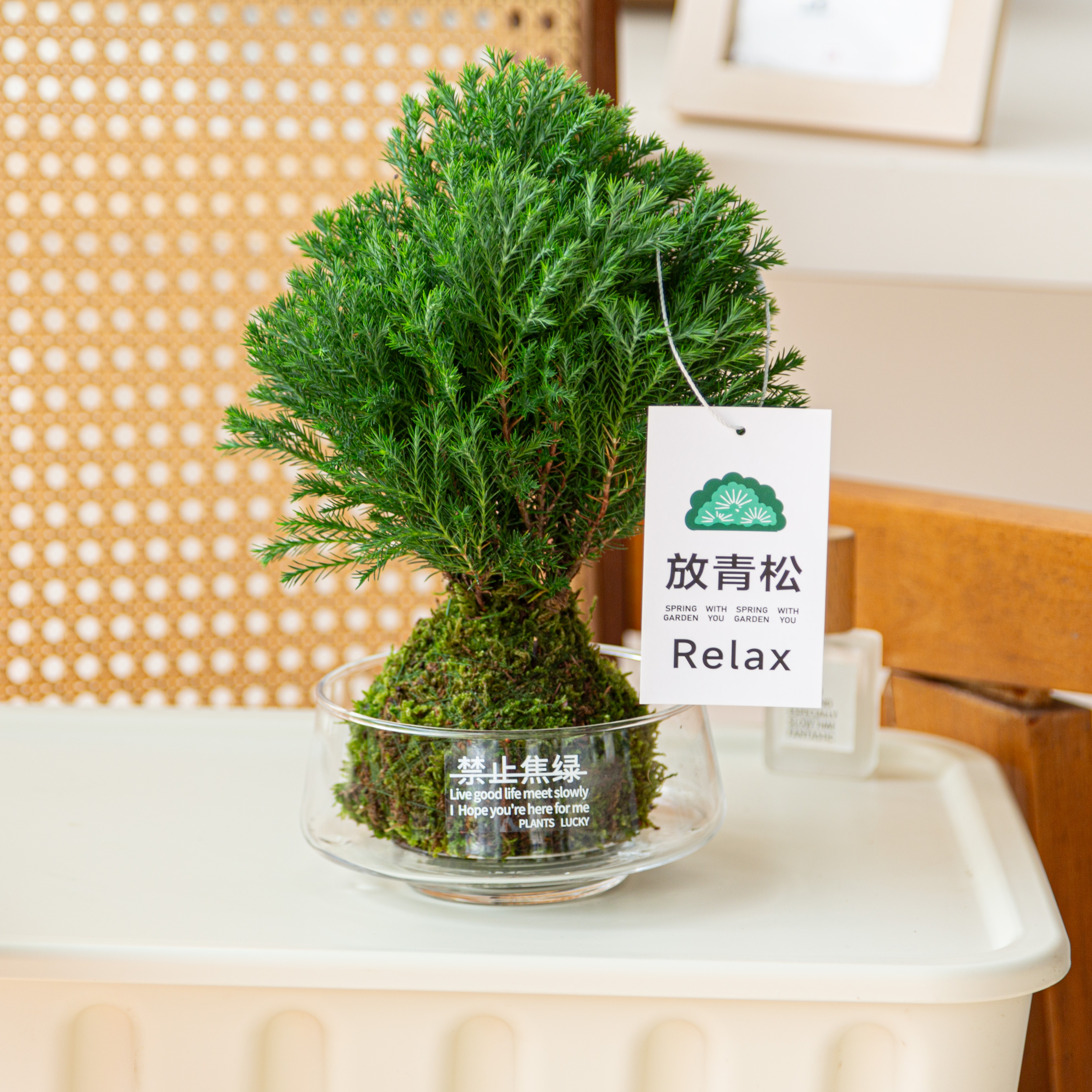 【放青松】雾凇苔藓球办公室内客厅工位创意绿植懒人好养桌面摆件