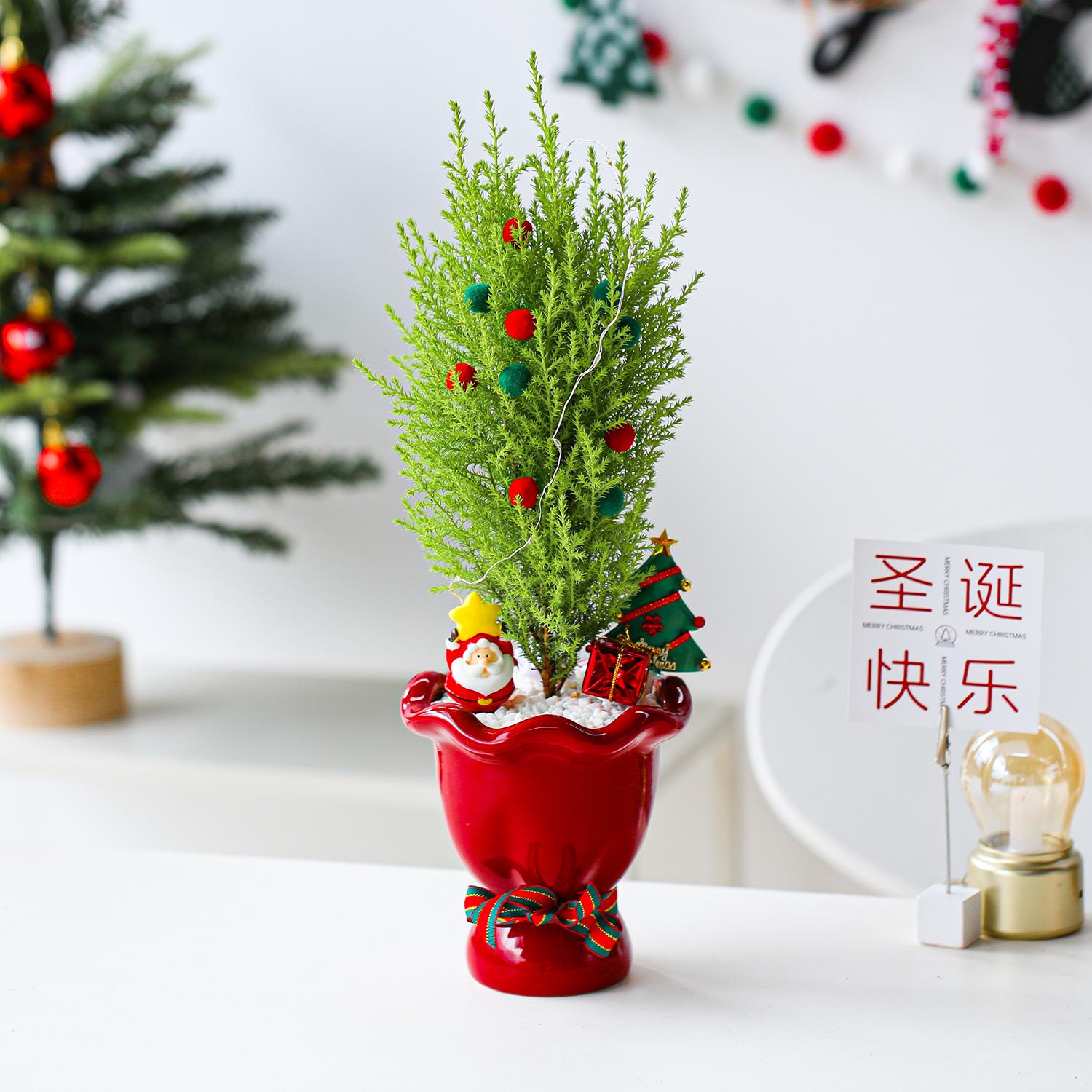 圣诞树小香松盆栽办公室内桌面好养绿植花卉装饰客厅道具圣诞礼物