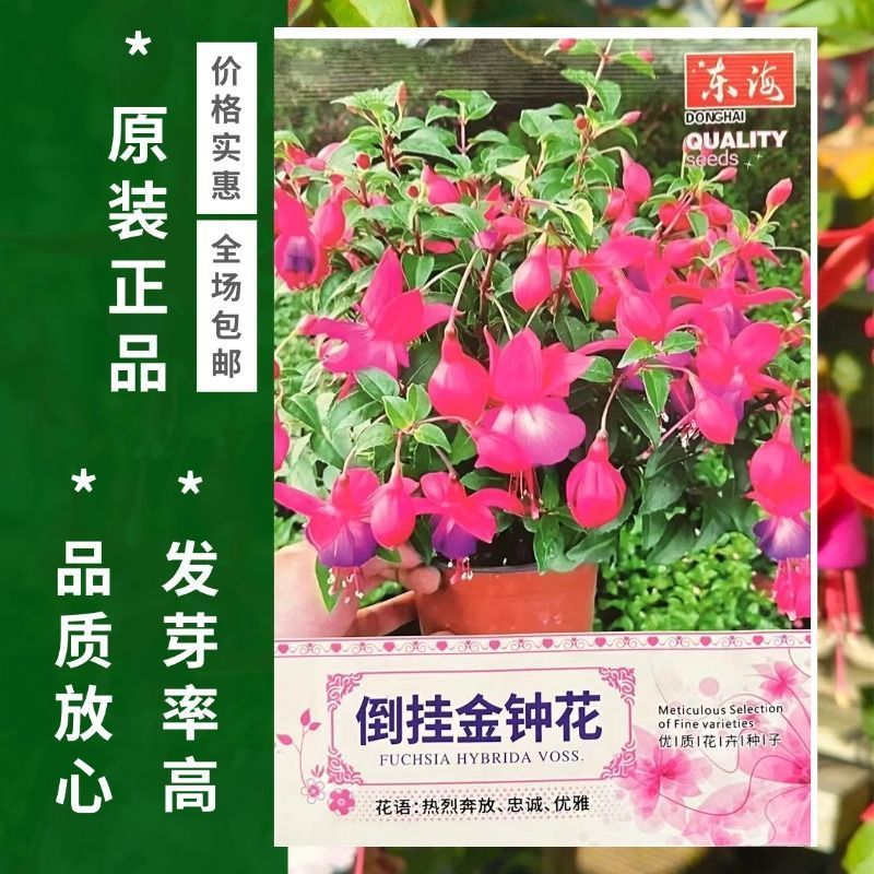倒挂金钟花种子花卉大全灯笼花种子室内外盆栽吊兰重瓣灯笼花种子图片