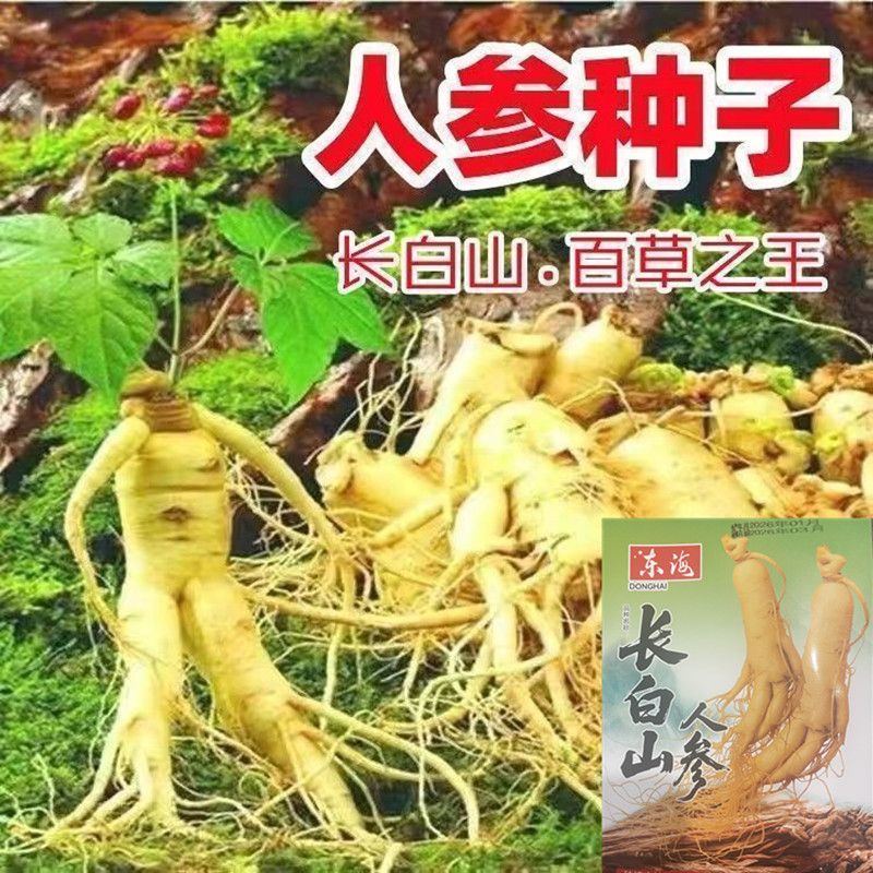 长白山人参种子野山参种子四季易家庭园艺种子