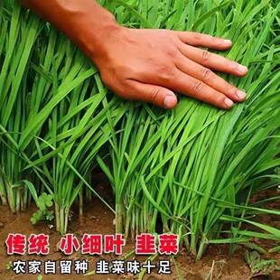 白根韭菜种子四季种植白根雪韭蒜苗种子春秋冬季大棚蔬菜种籽大全