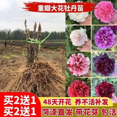 牡丹花苗盆栽正宗大苗缠枝花带花苞观赏牡丹花种重瓣牡丹大花树苗