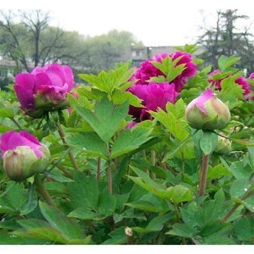 买二送一牡丹花苗重瓣四季正宗洛阳观赏花卉盆栽庭院室内室外绿植