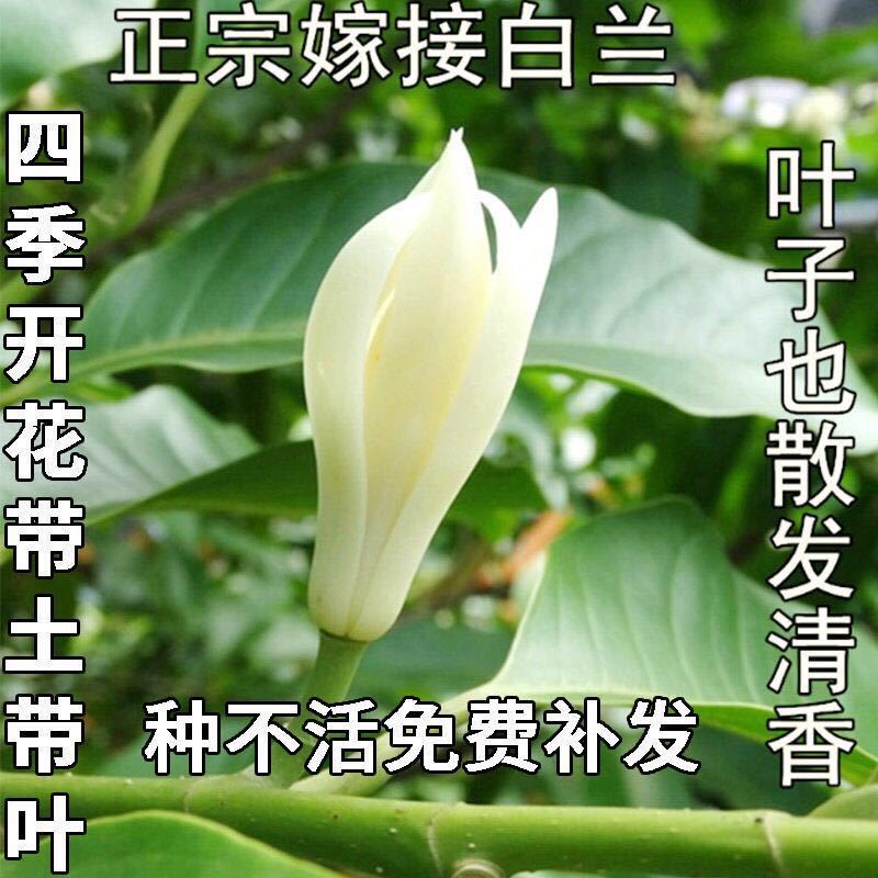 白兰花盆栽白玉兰树苗嫁接黄角兰黄桷兰黄玉兰花苗老庄树苗庭院苗