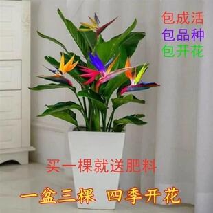 天堂鸟盆栽植物正宗鹤望苗兰大型绿植客厅室内四季 花卉吸甲醛乔迁