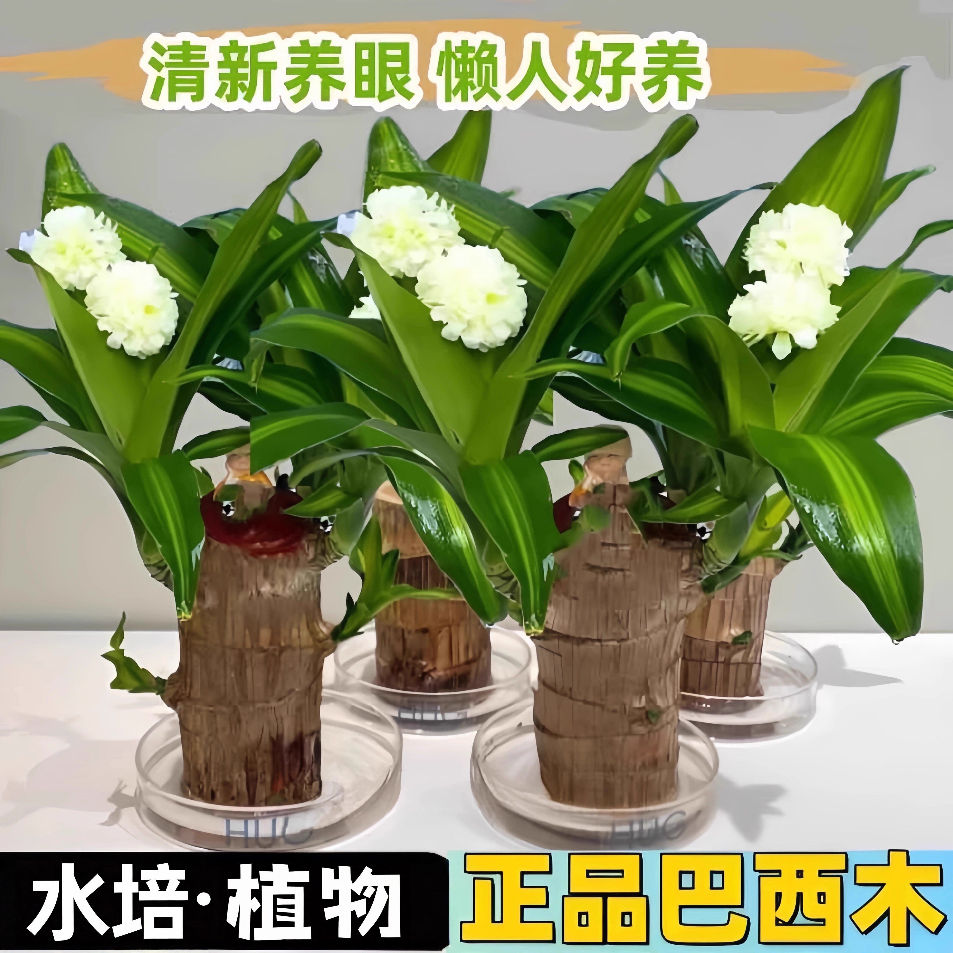 巴西木幸运木水养格鲁特小树人水培花卉室内阳台夏季驱蚊绿植盆栽