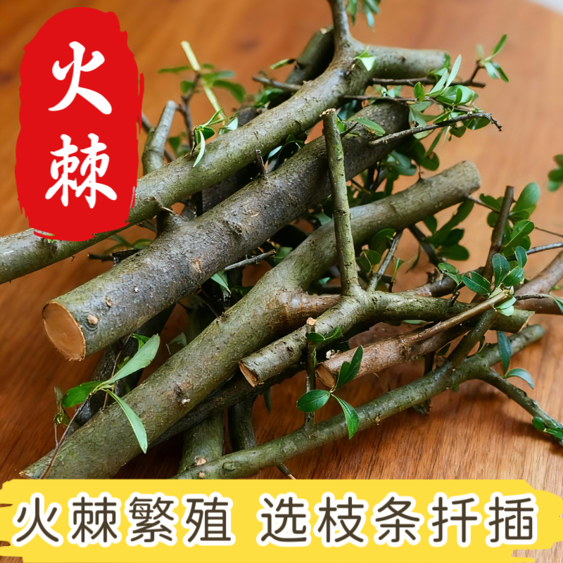 贵州火棘吉祥果繁殖扦插枝条优质品种救军粮四季常青观花观果植物