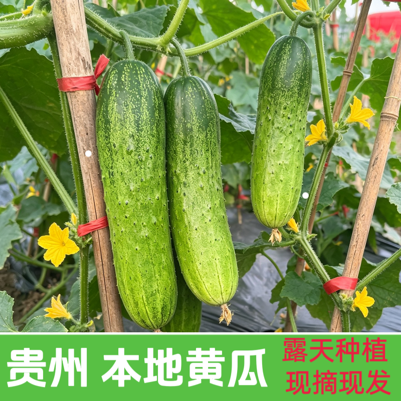贵州老品种本地水果黄瓜露天农家自种肉厚水果黄瓜当季新鲜蔬菜