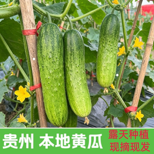 贵州老品种本地水果黄瓜露天农家自种肉厚水果黄瓜当季新鲜蔬菜