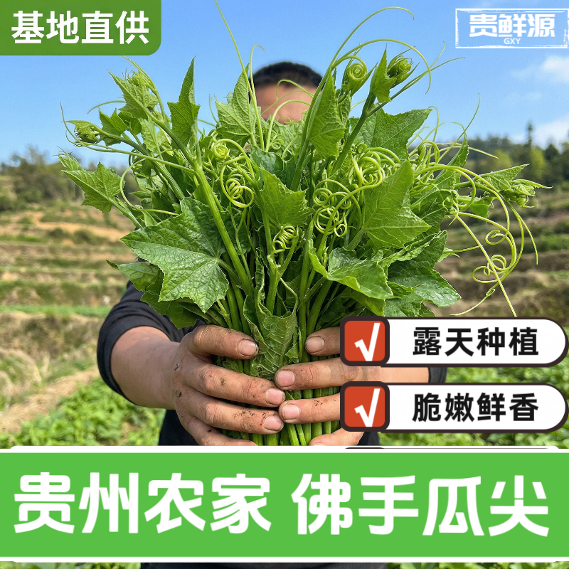 贵州现摘佛手瓜尖新鲜蔬菜嫩尖龙须菜洋瓜尖叶当季蔬菜新鲜佛手瓜