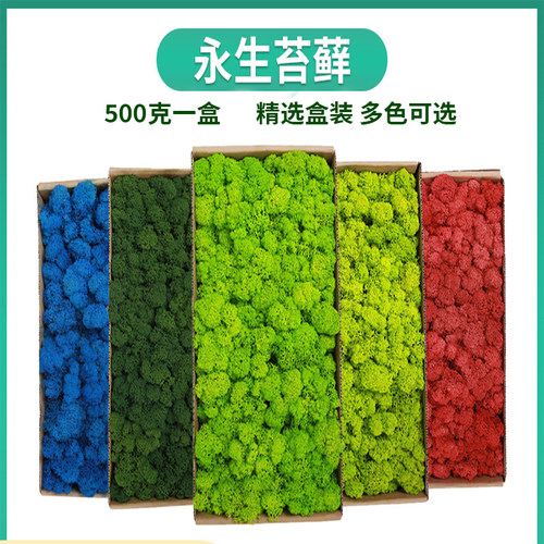 苔藓微景观永生花diy装饰鹿蕊藓