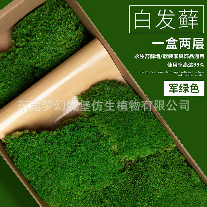 永生苔藓白发藓青苔绿植墙苔藓草坪装饰植物墙苔藓墙永生花