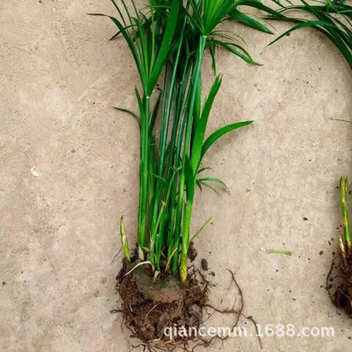 优惠植物旱伞草景观水竹苗水池湿地大盆栽绿化量水生风车草