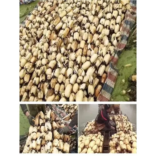 藕苗食用种植绿植食用池塘高产】莲藕苗【水养水培