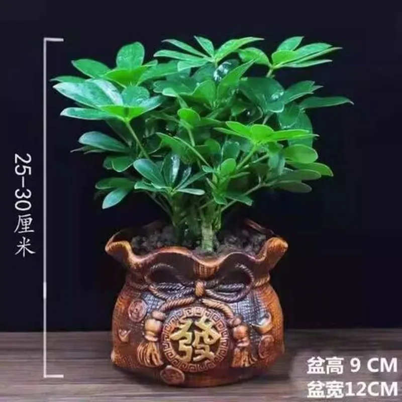室内盆栽八方来财鸭脚木四季常青阳台招财树绿植花卉发财树苗办公