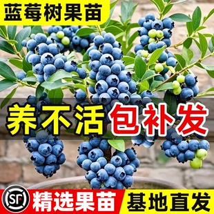 蓝莓苗果树果苗盆栽带果高产优瑞卡薄雾大树苗北方南方室内外种植