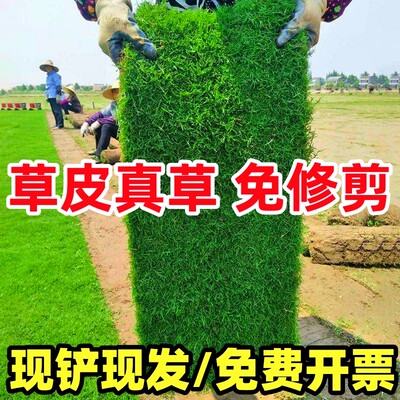 草坪草皮真草带泥土花园庭院绿化