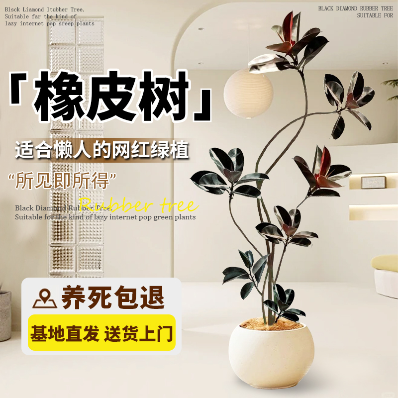 花思萱橡皮树客厅大盆栽