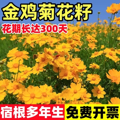 多年生大花金鸡菊花籽四季播种