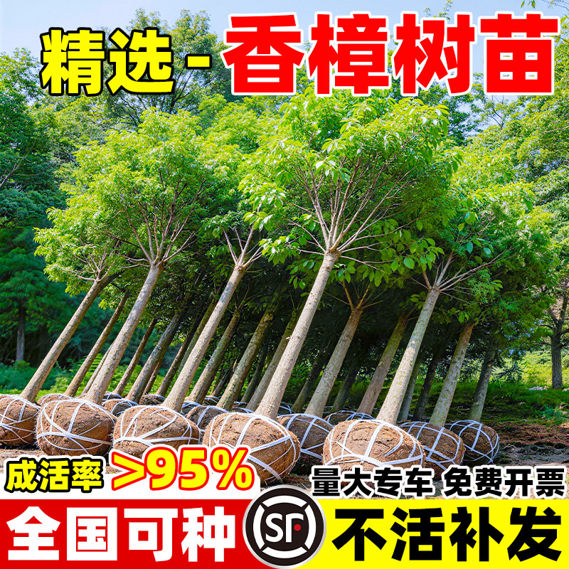 香樟树苗庭院绿化工程苗四季常青驱蚊防虫耐寒耐旱南北方种植乔木