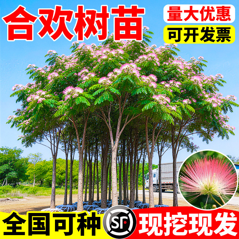 合欢树苗庭院观赏绒花树苗南北方种植别墅庭院行道树当年开花苗木