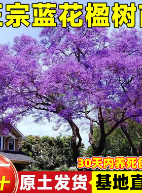 蓝花楹树苗大树正宗耐寒名贵风景树乔木户外庭院种植盆栽老桩树木