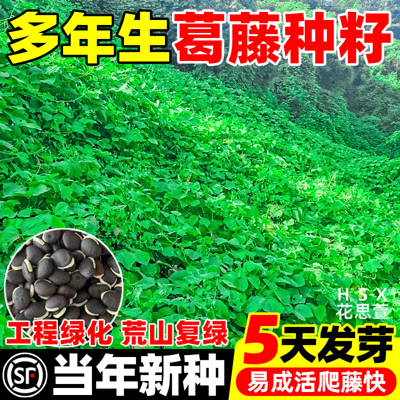 葛藤种子灌木种籽耐盐耐碱矿山复绿工程绿化护坡固土爬藤草籽植物