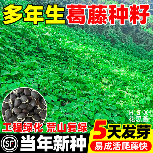 葛藤种子灌木种籽耐盐耐碱矿山复绿工程绿化护坡固土爬藤草籽植物