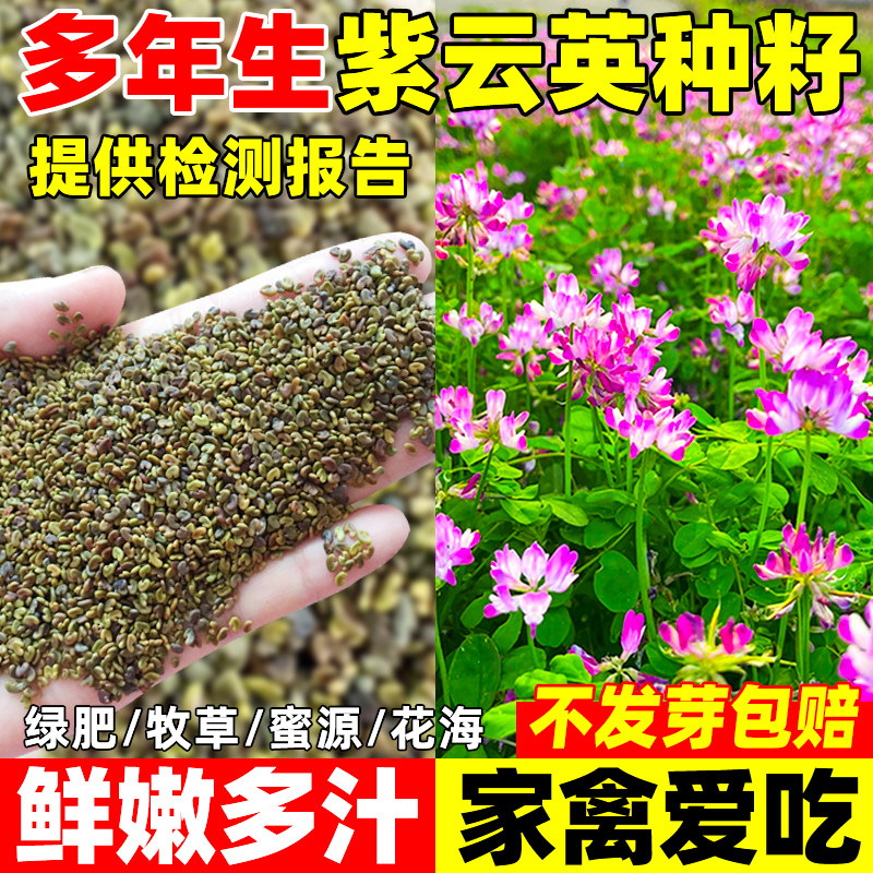 紫云英种子多年生食用鲜嫩多汁草籽蜜源固氮果园绿肥高产牧草种籽