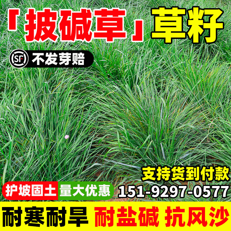 披碱草草籽碱茅冰草杨柴抗风沙抗寒旱耐盐碱草籽耐寒多年生种籽孑