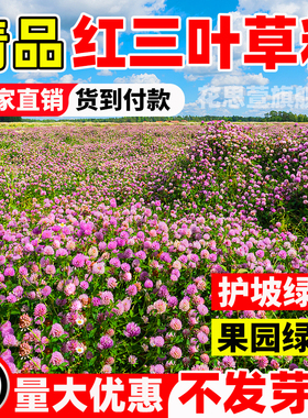 护坡固土红三叶草种子红花三叶草种籽四季常青绿化白三叶绿肥草籽