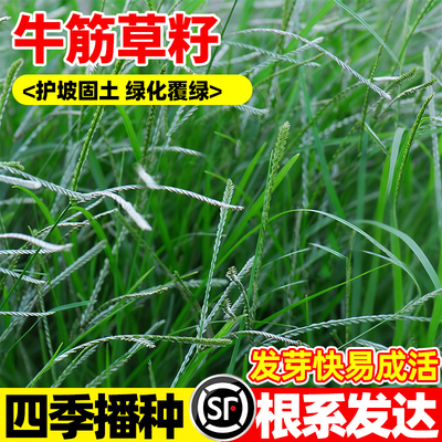 牛筋草巴根草耐践踏常青种子