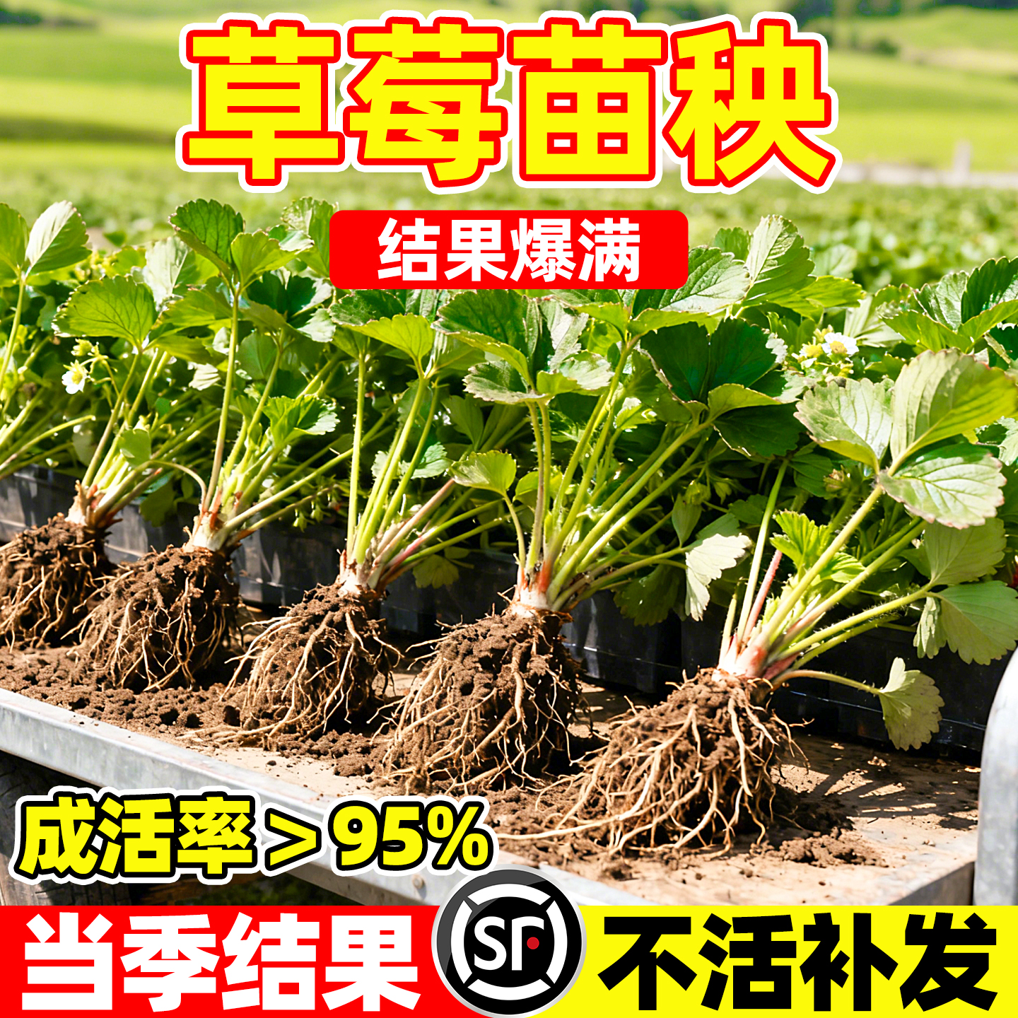 草莓苗四季盆栽原盆土南北方庭院室内阳台红颜奶油草莓秧脱毒苗