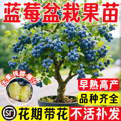 蓝莓树盆栽果苗带大果室内耐寒四季结果樱桃葡萄大树苗南北方种植