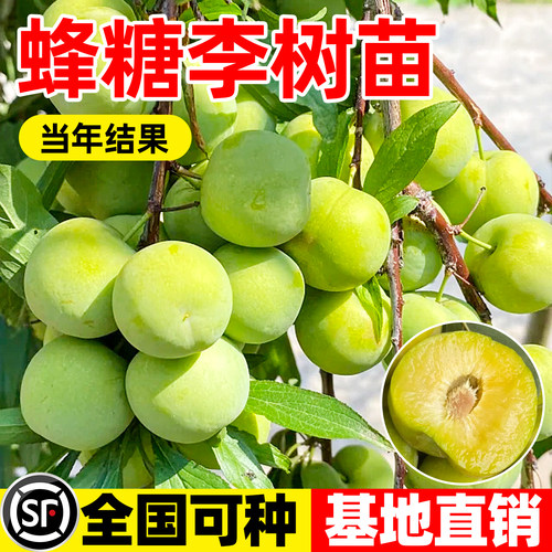 蜂糖李子树苗嫁接新品种特大四月早熟南北方种植盆栽地栽当年结果