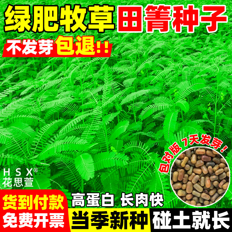 田箐种子碱菁涝豆耐涝田青盐碱土壤改良牧草草籽果园固氮种籽绿肥