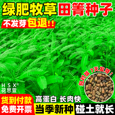 田箐种子碱菁涝豆耐涝田青盐碱土壤改良牧草草籽果园固氮种籽绿肥