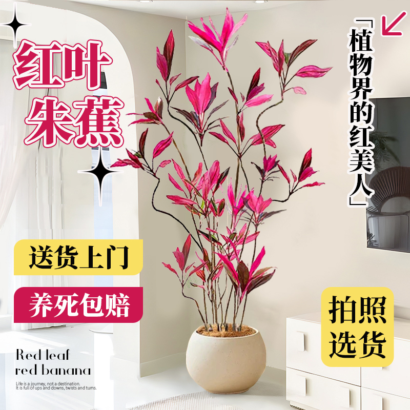 花思萱红叶朱蕉盆栽大型绿植