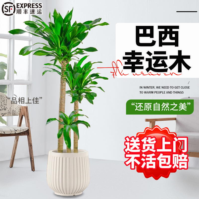 花思萱巴西幸运木盆栽大型绿植