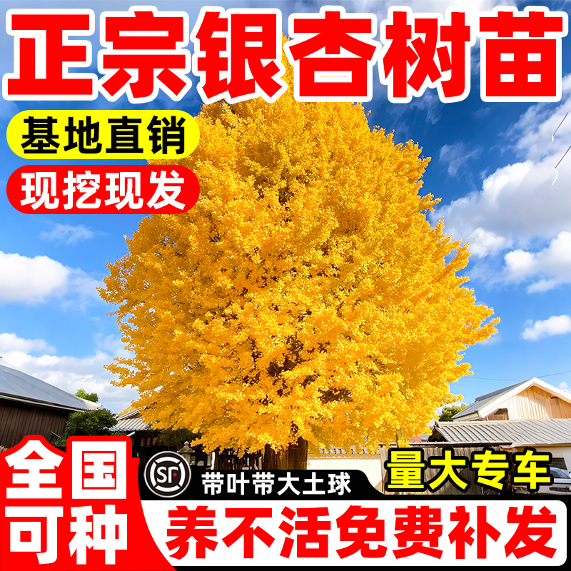 银杏树活苗大苗盆栽庭院别墅老桩盆景金叶白果树绿化绿植南北种植