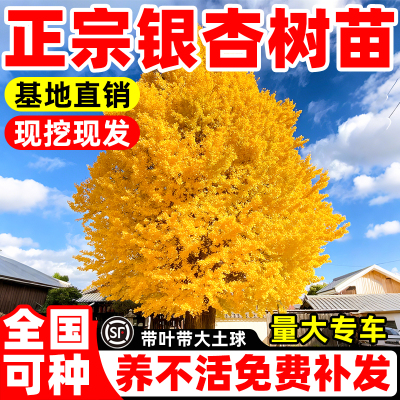 银杏树苗盆栽早金绿叶庭院别墅