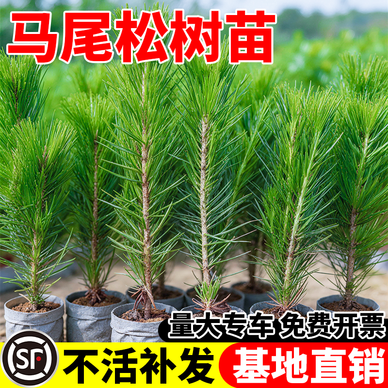 马尾松树苗四季常青耐寒耐旱庭院室外绿化荒山造林苗木南北方种植