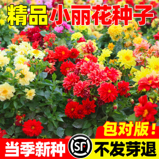 小丽花种子重瓣大丽花种籽子四季易活庭院景观绿化太阳花植物盆栽