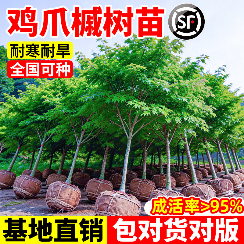 鸡爪槭树苗四季红叶阳台盆栽品造型苗老桩盆景花园造景多年生乔木