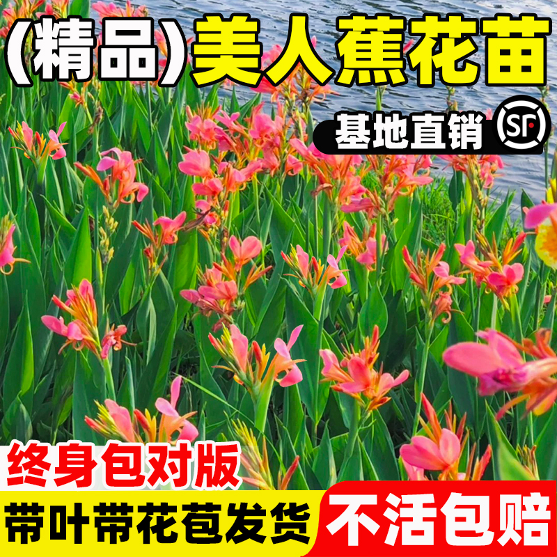 花思萱美人蕉苗盆栽耐寒大苗