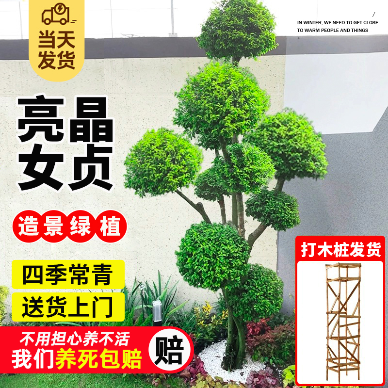 球形亮晶女贞棒棒糖小叶女贞多头造型树别墅庭院花镜景观造景植物